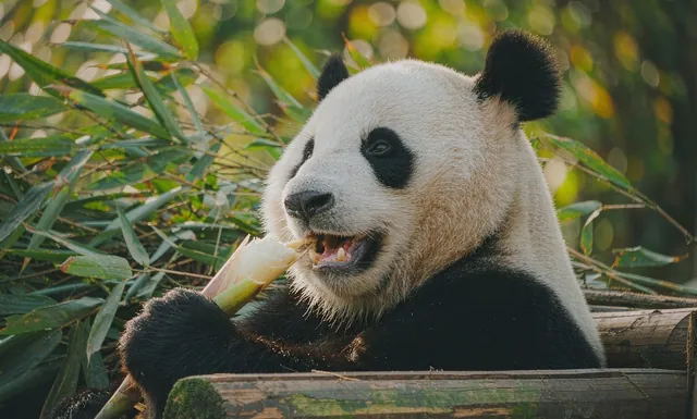 成都家庭房和四人房怎么选